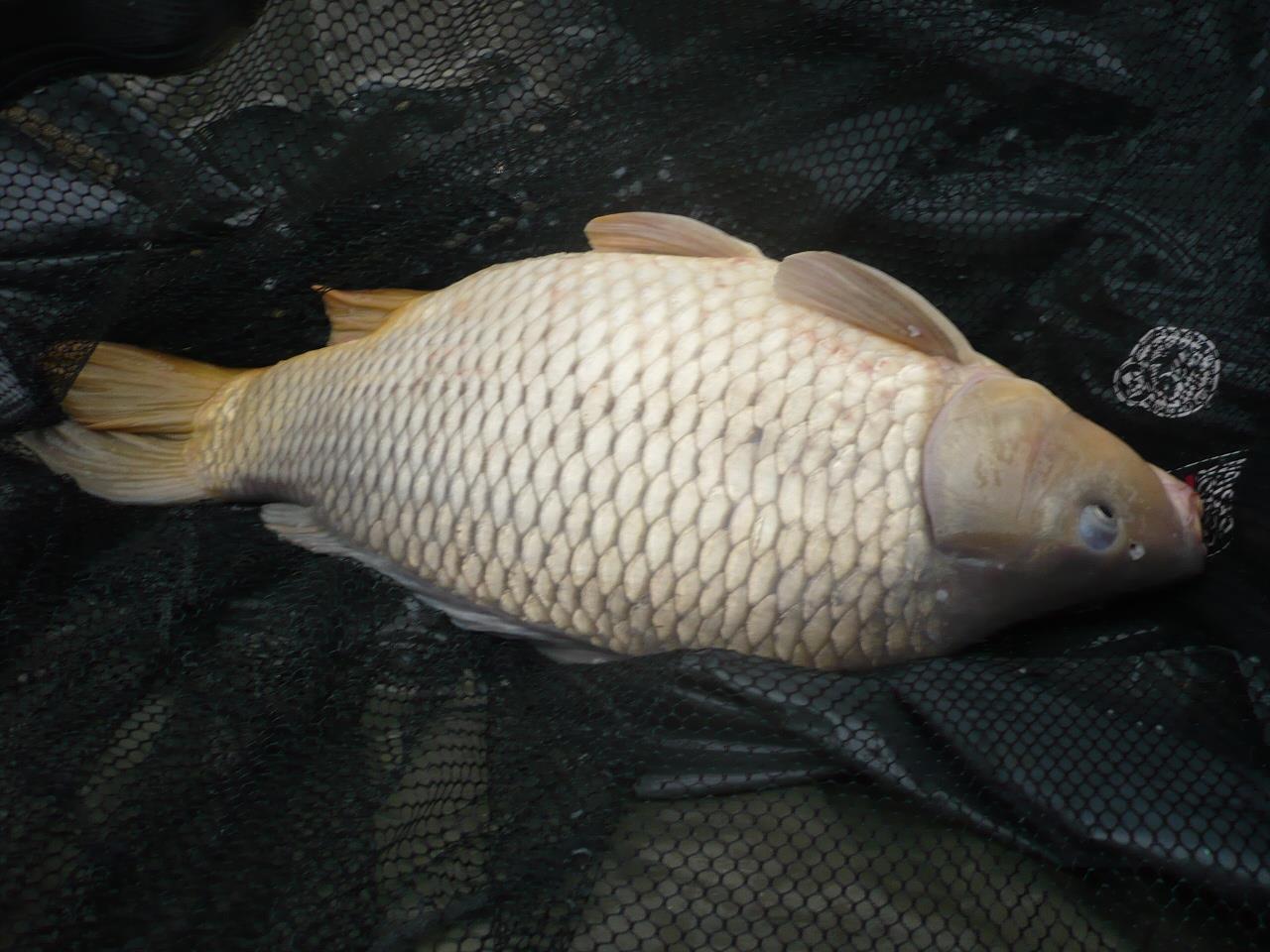 MV 2 - 12.NOI.2014 - p1020942.JPG